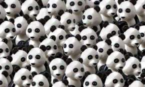¡A ver si puedes! Encuentra el perro en medio de estos pandas, el desafío que moviliza a los cibernautas 
